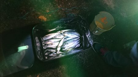 五目を求めて釣り旅、達成なり