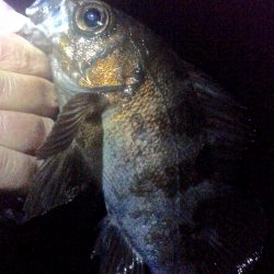 メバルが浮いてきた