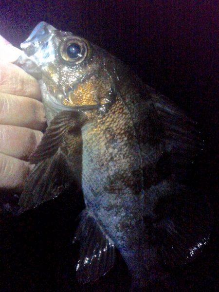 メバルが浮いてきた