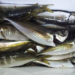 今年も始まるアジ祭り