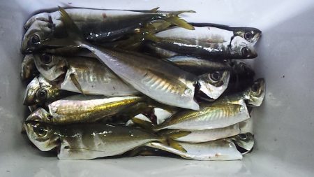 今年も始まるアジ祭り