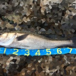 ランカーですかね