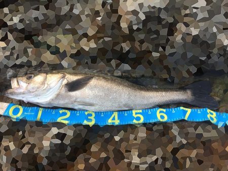 ランカーですかね