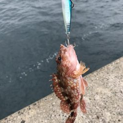 高級魚げっとー！