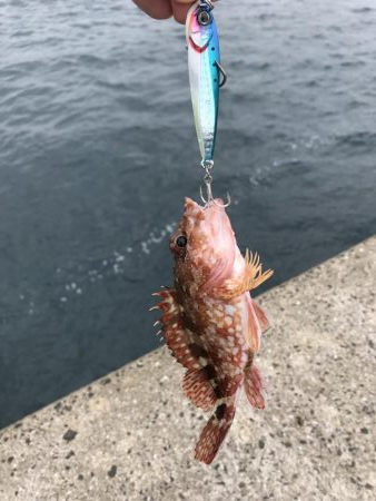 高級魚げっとー！