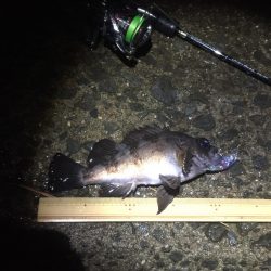 雨でもメバルプラグ縛り