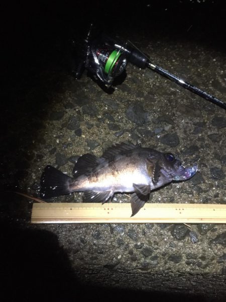 雨でもメバルプラグ縛り