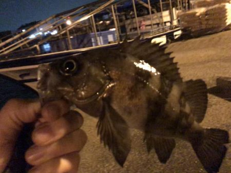 林崎漁港でメバリング