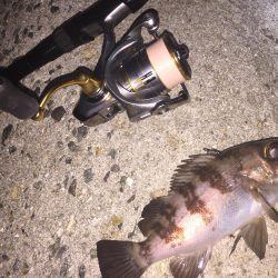 久しぶりにメバル!