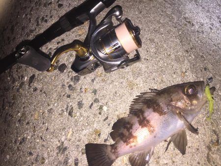 久しぶりにメバル!