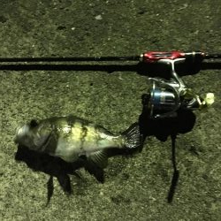 連日のメバル釣行