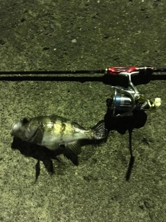 連日のメバル釣行