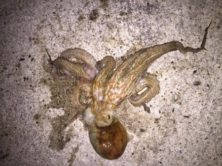 メバリングでタコゲット