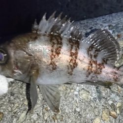 渋いメバリング