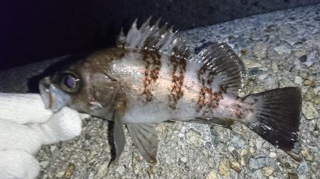 渋いメバリング