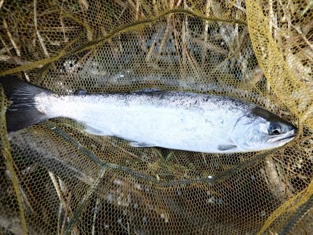 揖保川渓流釣り