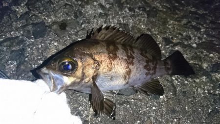 メバル日和！！！