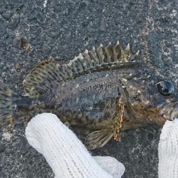 デイメバリング!…のハズが。