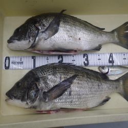 年無し　2尾ゲット！