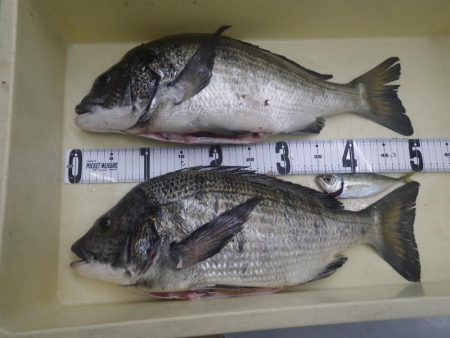 年無し　2尾ゲット！