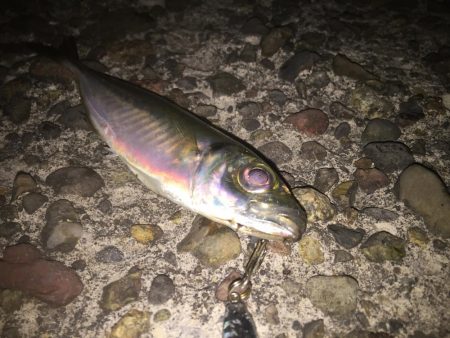 久しぶりの１匹