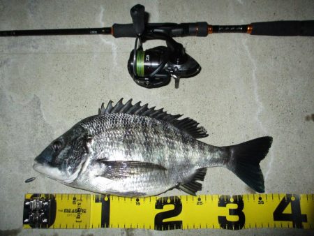 今夜もチニング釣行