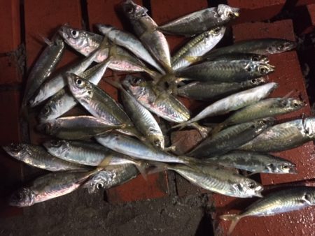 雨中のサビキ釣り