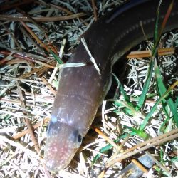 アナゴさんこんばんは　　長潮