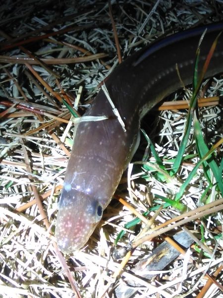 アナゴさんこんばんは　　長潮