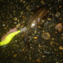 なんとかヒイカ1杯