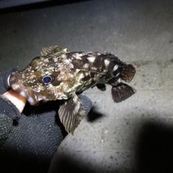 コスモ公園釣行 （渋い中でもなんとか根魚釣果有り～）