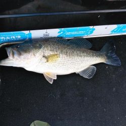 春シーズンイン