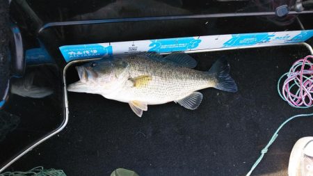 春シーズンイン