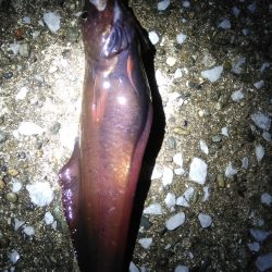 夜釣り日和にドンコ