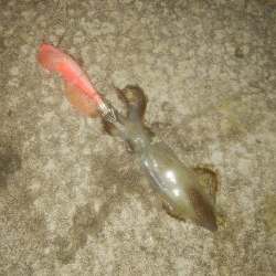 手作りの塩ささみでヒイカ1杯のみ・・・