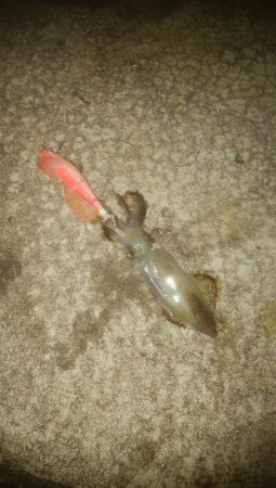 手作りの塩ささみでヒイカ1杯のみ・・・