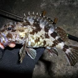 南港フェリーヘチ釣り (下げ潮でも良活性日~ 根魚 釣果有り)