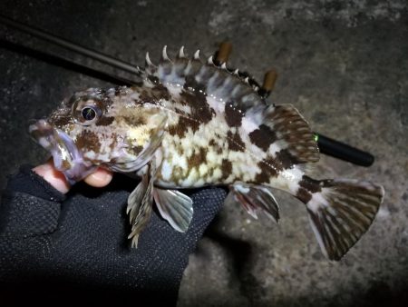 南港フェリーヘチ釣り （下げ潮でも良活性日…