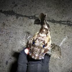 南港フェリーヘチ釣り (今回は下げ潮で不調~ 根魚と謎のカニ 釣果有り)