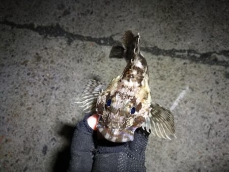 南港フェリーヘチ釣り （今回は下げ潮で不調…