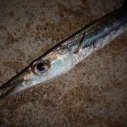 １週間ぶりの釣果です。