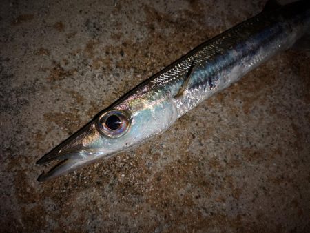 １週間ぶりの釣果です。