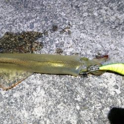 ヤリイカ最終釣行