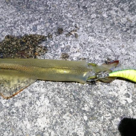 ヤリイカ最終釣行