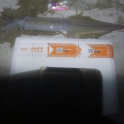 今シーズン最大ヤリイカ！！！