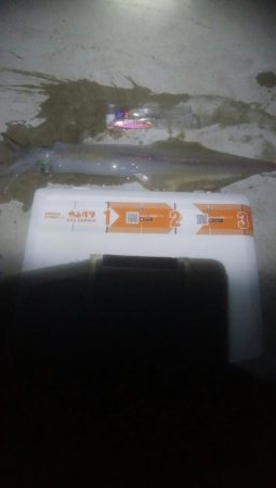 今シーズン最大ヤリイカ！！！