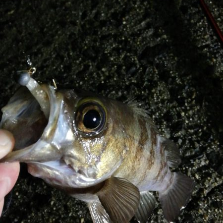 荒天のメバリング