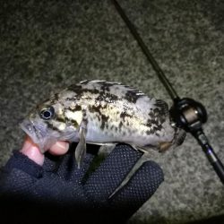 南港フェリーヘチ釣り （雨予報でも根魚は釣れました！ 根魚 釣果有り）
