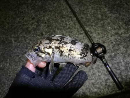 南港フェリーヘチ釣り （雨予報でも根魚は釣れました！ 根魚 釣果有り）
