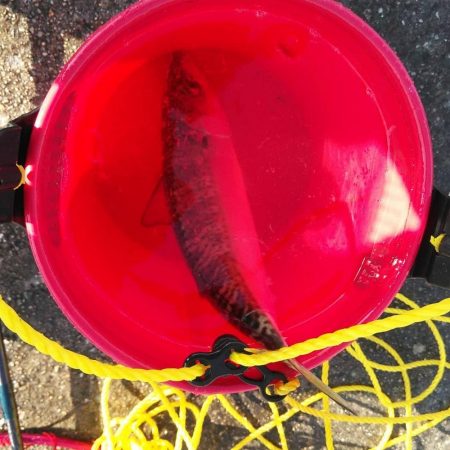 砂上げ場　ジグサビキ